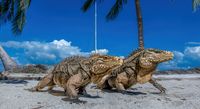 Iguanas