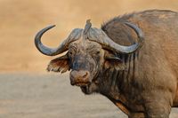 Buffalo and Oxpecker