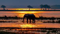 Elefant Sunset